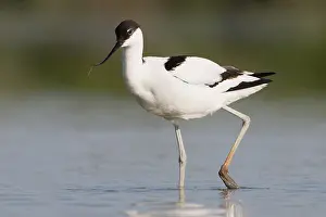 Avocet: Pied Avocet (Recuvirostra avosetta) wading in s