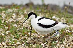 Avocets: Pied Avocet - Settling on eggs - Marshside RSPB reserve
