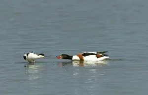 Shelducks: Pied Avocet and Shelduck (Tadorna tadorna) Stand