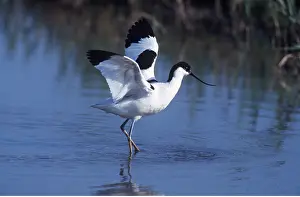 Avocet: Pied AVOCET- standing in water with wings spread