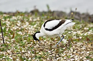 Avocets: Pied Avocet - Turning eggs