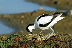 Turning: Pied AVOCET - turning eggs with beak
