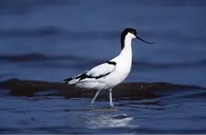 Chris Knights: Pied AVOCET- wading in shallow water