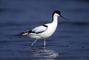 Chris Knights: Pied AVOCET- walking in shallow water