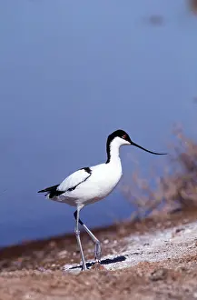Avocet: Pied AVOCET - by water
