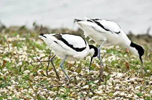 Avocets: Pied Avocets - Changing over at nest