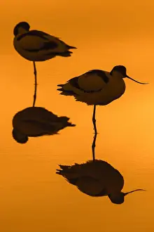 Avocet: Two pied avocets (Recurvirostra avosetta) resting