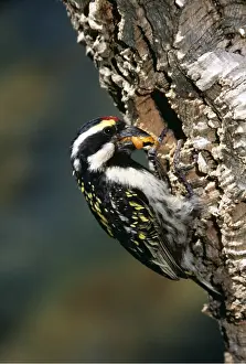 Holes: PIED BARBET - with grub in beak at tree hole