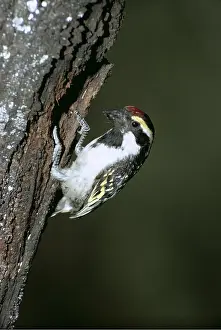 Pied: Pied Barbet - on tree trunk