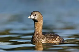 Podilymbus: Pied-billed Grebe