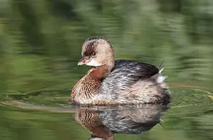 Podilymbus: Pied-billed Grebe