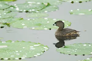 Podilymbus: Pied-billed Grebe