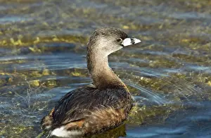 Dabchick: Pied-billed Grebe