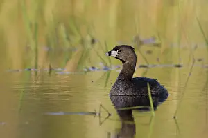 Dabchick: Pied-Billed Grebe