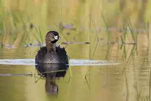 Dabchick: Pied-Billed Grebe