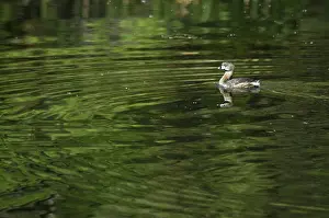Pena: Pied-billed Grebe