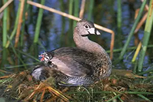 Podicipedidae: Pied-billed Grebe