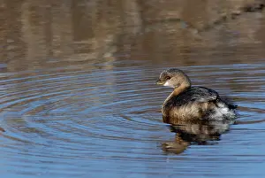 Podicipedidae: Pied-billed Grebe