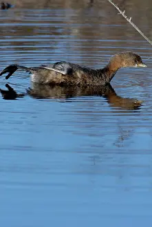 Podicipedidae: Pied-billed Grebe