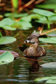 Podilymbus: Pied-Billed Grebe