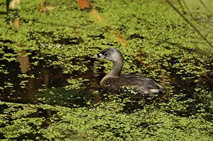 Pied: Pied-billed Grebe
