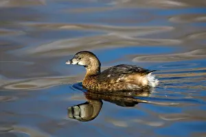 Pied: Pied-Billed Grebe