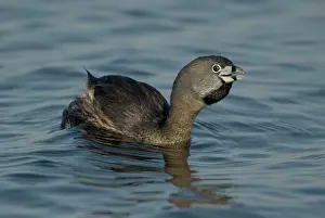 Podilymbus: Pied-billed Grebe - Calling