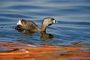Podilymbus: Pied-billed Grebe -Calling