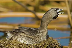 Podilymbus: Pied-billed Grebe - Calling