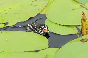 Podilymbus: Pied-billed Grebe chick