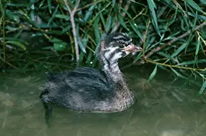 Podicipedidae: Pied-billed Grebe Chick