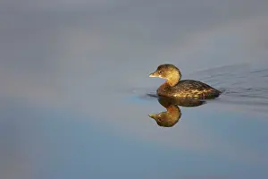 Ding: Pied Billed Grebe - Ding Darling