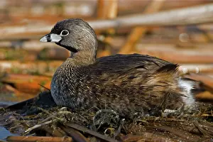 Podilymbus: Pied-billed Grebe - On nest