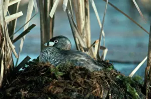 Podicipedidae: Pied-billed Grebe on Nest