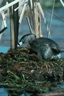 Podicipedidae: Pied-billed Grebe on Nest