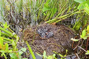 Podilymbus: Pied-billed Grebe nest with chicks