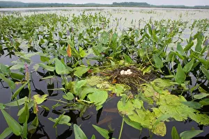 Podilymbus: Pied-billed Grebe nest with eggs
