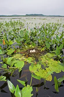 Podilymbus: Pied-billed Grebe nest with eggs