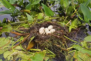 Podilymbus: Pied-billed Grebe nest with eggs