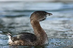 Rick: A Pied-billed Grebe (Podilymbus podiceps)