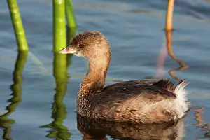 Podilymbus: Pied-billed Grebe - in winter