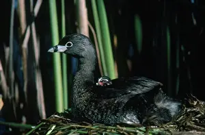 Podicipedidae: Pied-billed Grebe with Young