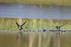 Dabchick: Pied-Billed Grebes