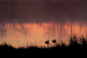 Podilymbus: Pied-Billed Grebes