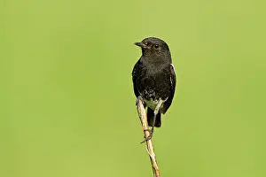 Bushchat: Pied Bushchat. Corbett National Park, India