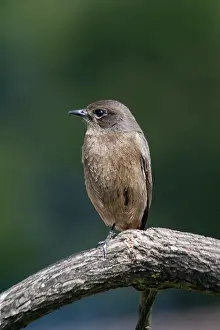 Chats: Pied Bushchat / Pied Bush Chat - Female, perched on branch