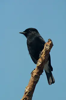 Chats: Pied Bushchat / Pied Bush Chat- Male perched on branch