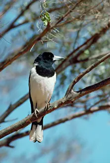 Nigrogularis: Pied Butcherbird