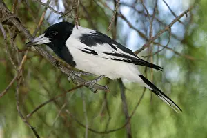Nigrogularis: Pied Butcherbird