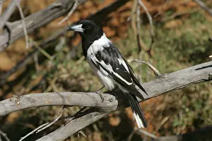 Nigrogularis: Pied Butcherbird